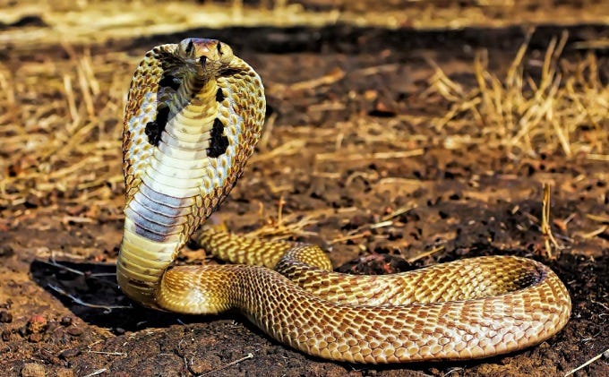 Nằm mơ thấy rắn là điềm báo gì ?. Đã khi nào bạn đặt ra câu hỏi hay tò mò…  | by nhacailixi88 | Medium