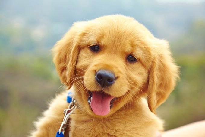 Puppies for sale near me. We are a family owned company… | by Infinity Pups  | Medium