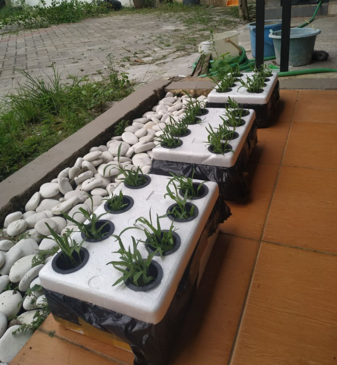 Growing kale using the Wick method