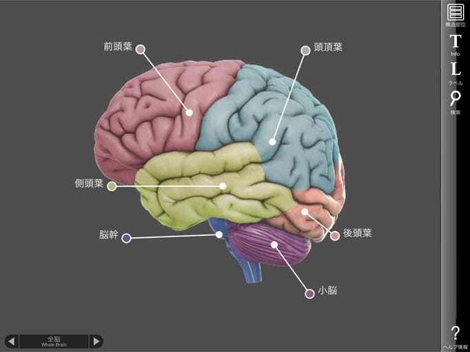 脳を立体で見れるiosアプリ 3d Brain が日本語に対応 By Ken Ipug Me