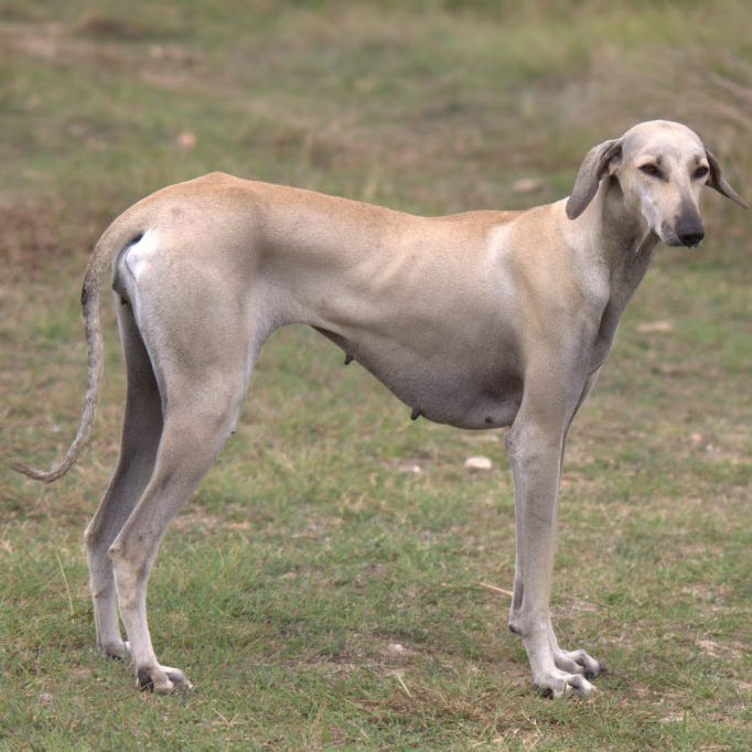 chippiparai dog