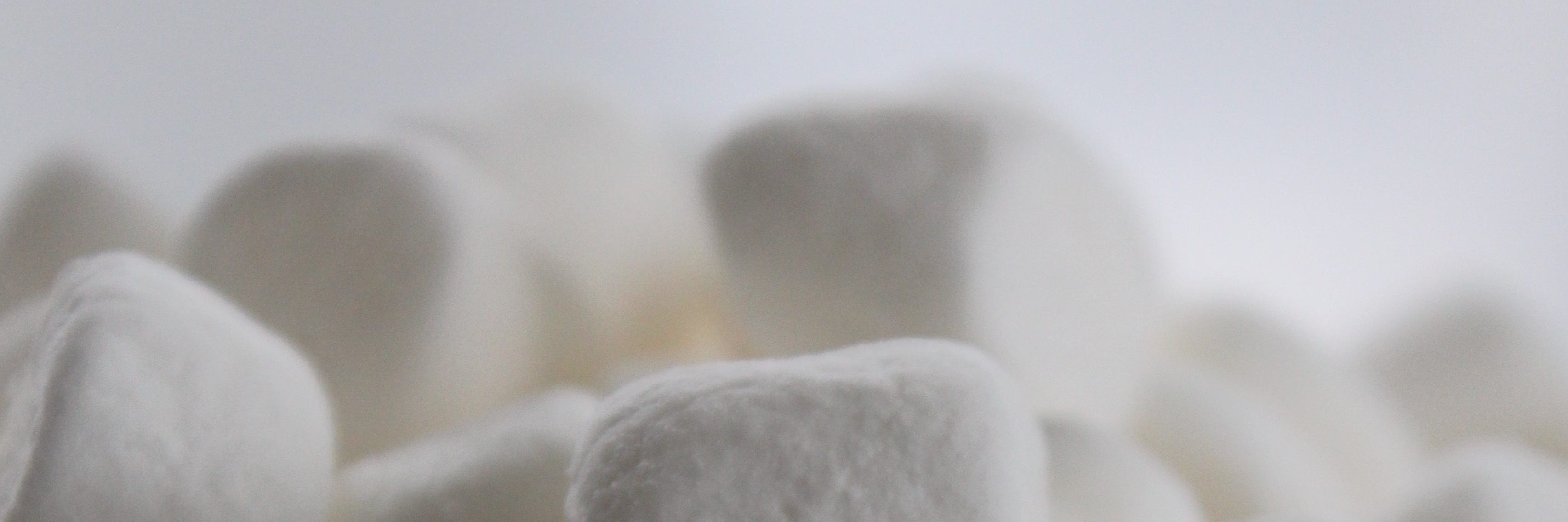 Did the Marshmallow Test Really Get Debunked? by Sabine Doebel Medium