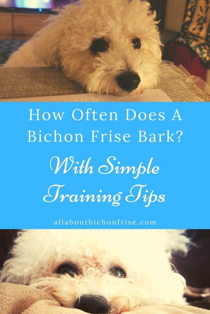 Bichon Frise Dog Temperament