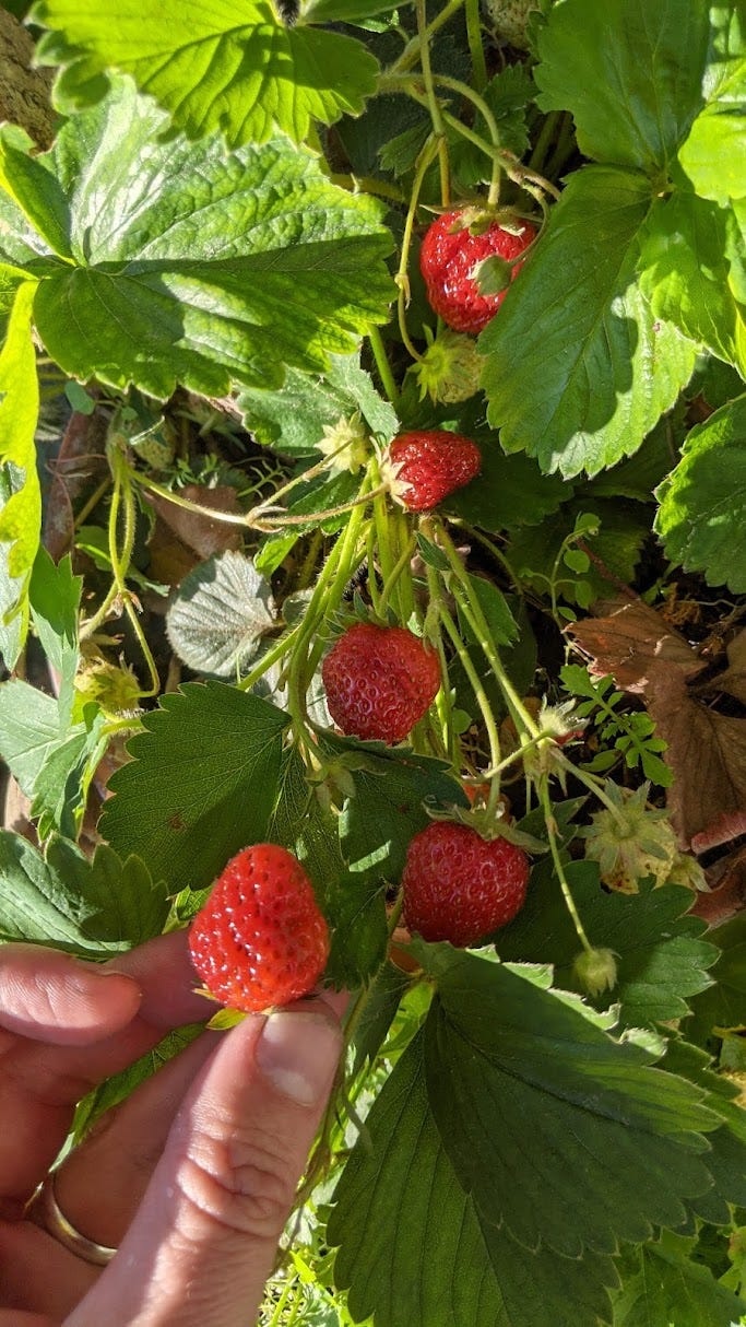 First strawberries out in my balcony’s edible garden by LucianoSphere