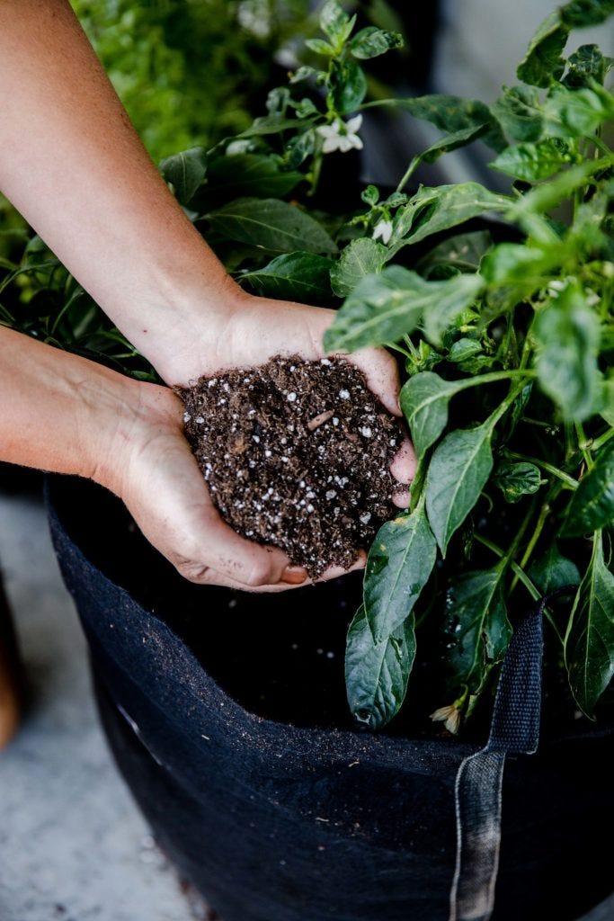 Garden Soil Vs Potting Soil What S The Difference By Gardenuity Gardenuity The Sage Medium