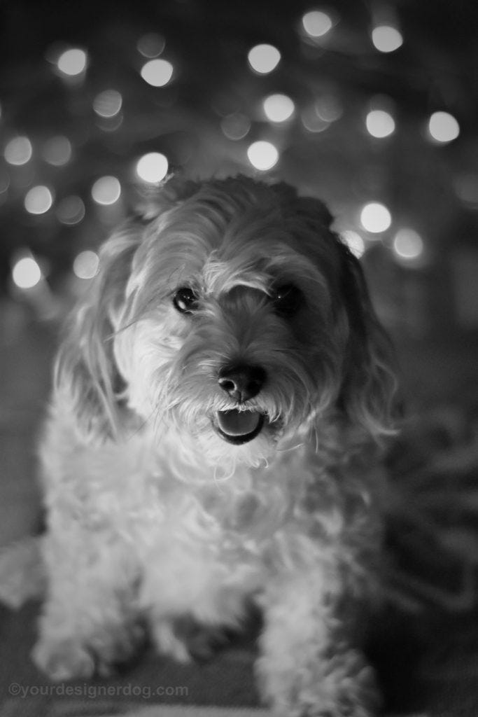 black yorkie poo stuffed animal