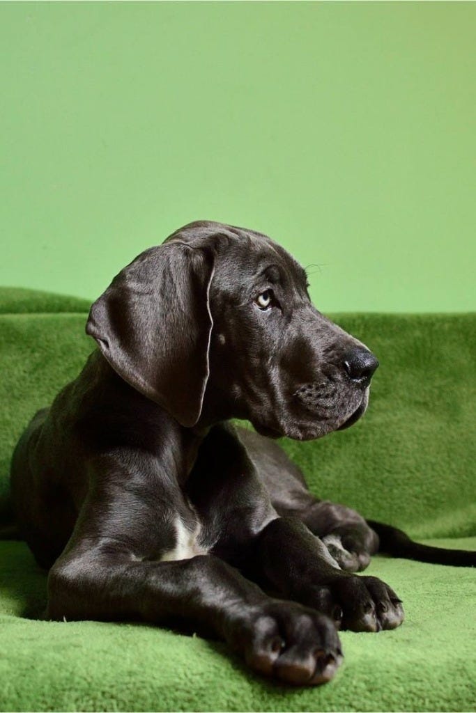 puppy up all night