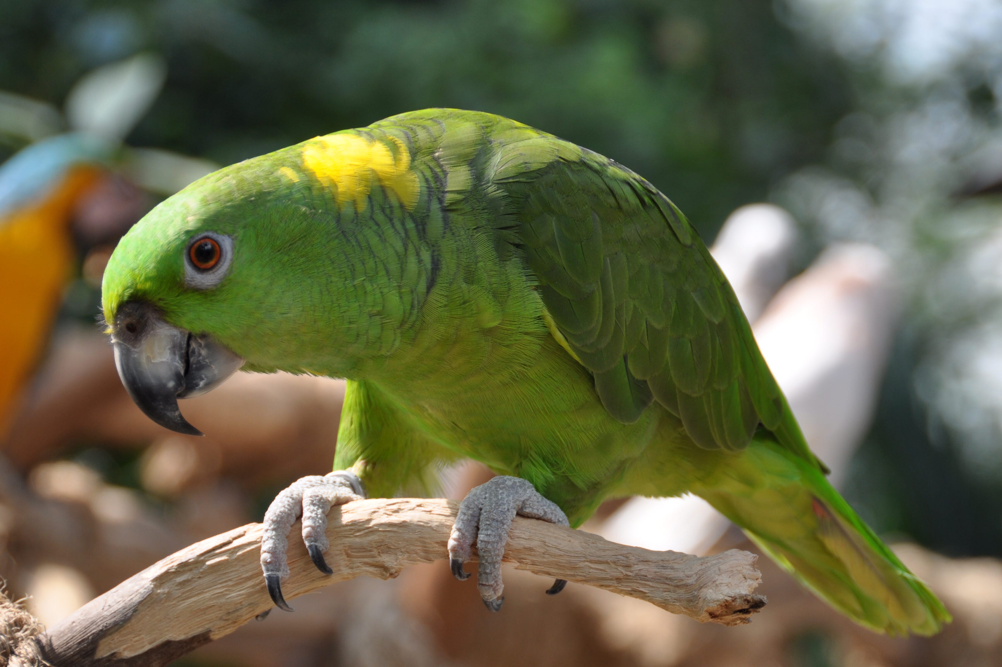 Top 5 Most Popular talking pet Birds Talking Parrots by Azhar Siddiqui Medium