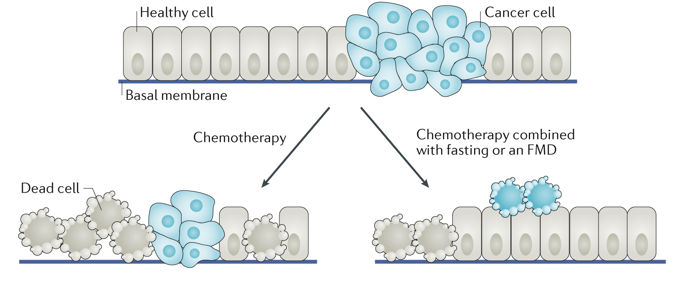 Scientists Discover That Fasting Triggers Stem Cell Regeneration Fights Cancer By Kate Henderson Medium