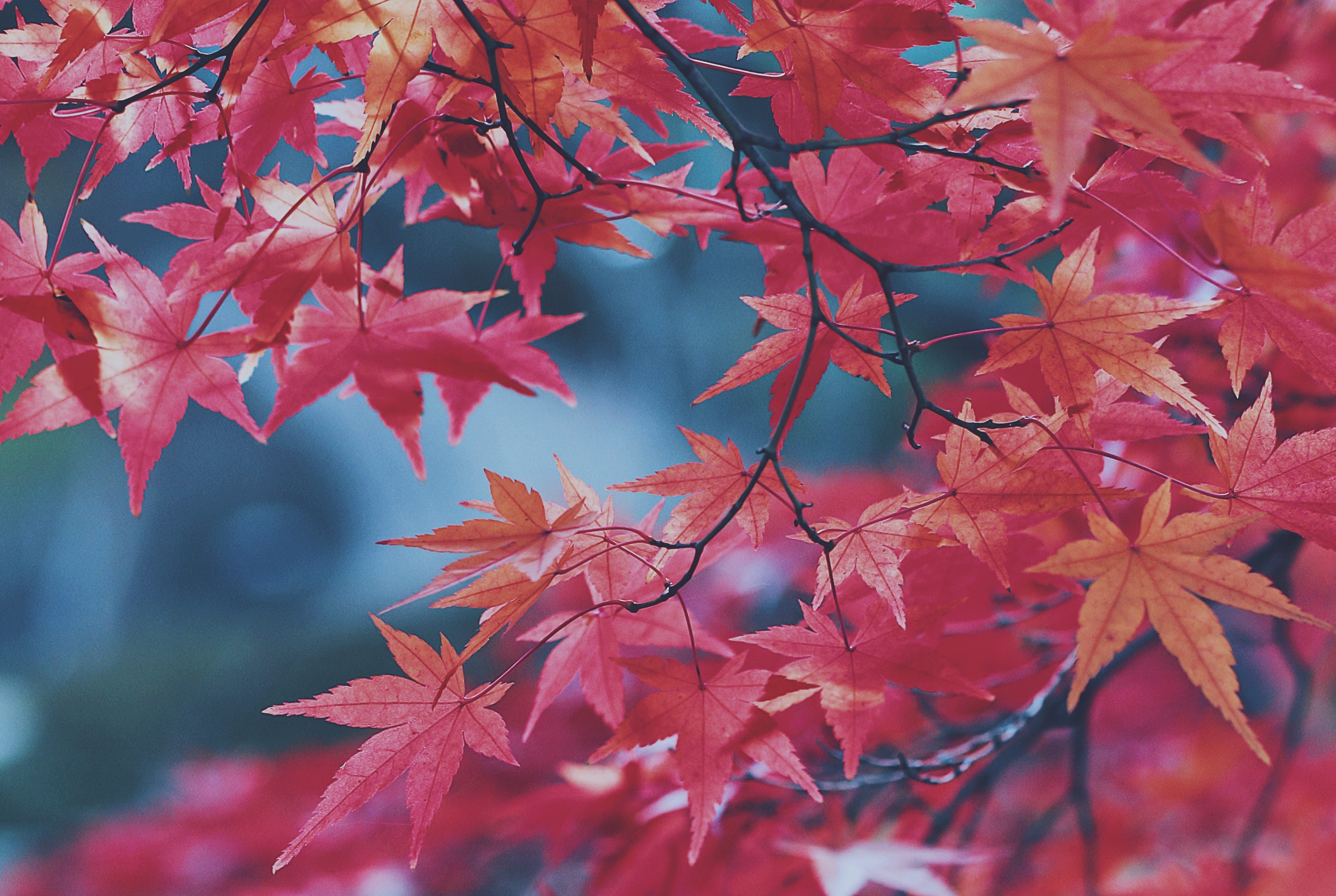 Autumn Leaves Falling In Sf S Golden Gate Park The Bold Italic