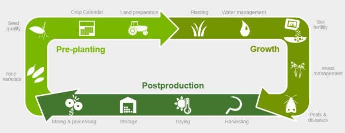 Paddy To Rice Conversion Process Rice Processing Steps By Faith Green Medium