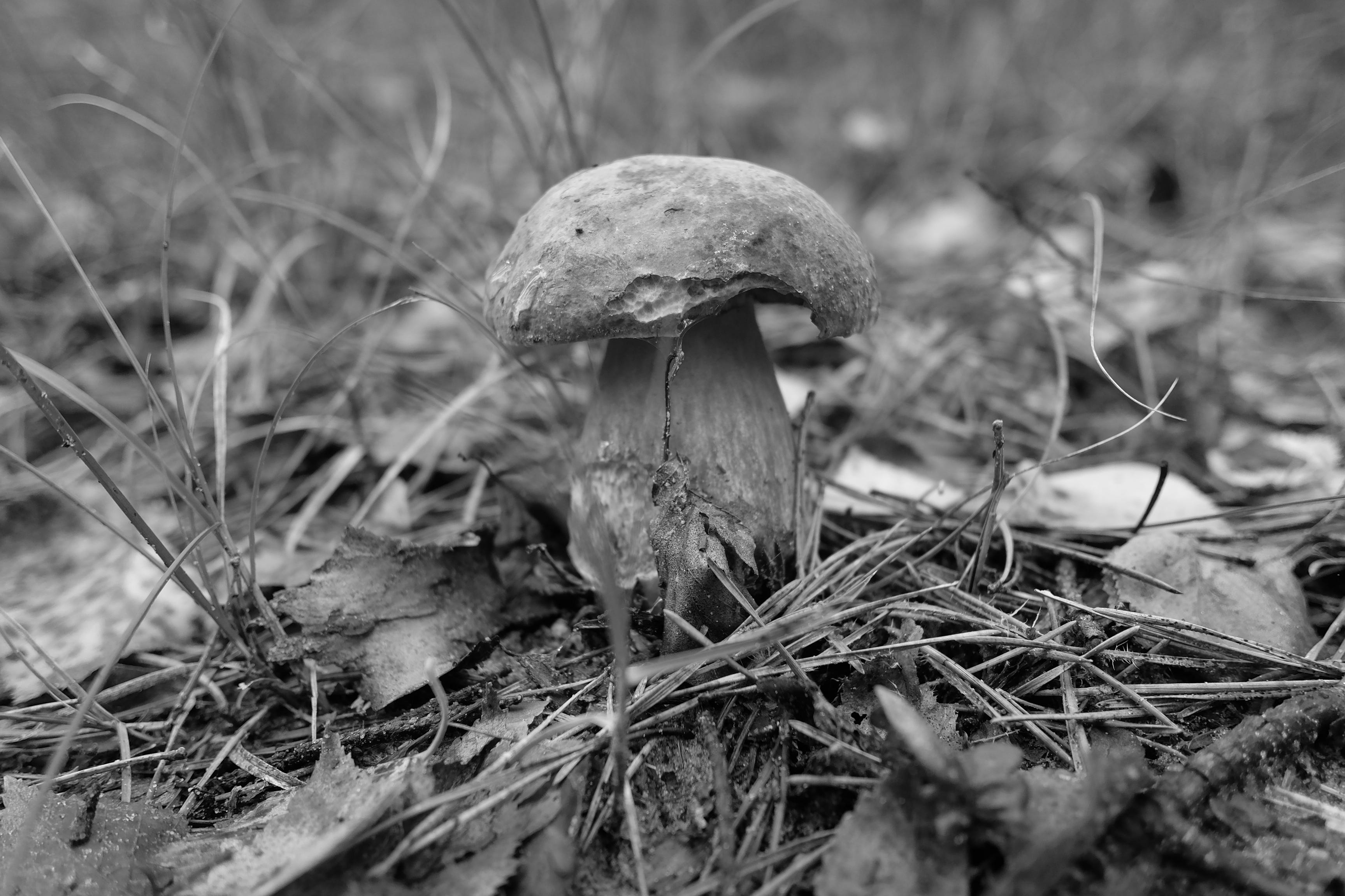 The Magic Of Mushrooms. Mushrooms are magical. For a long time… | by Dennis  Hambeukers | Medium