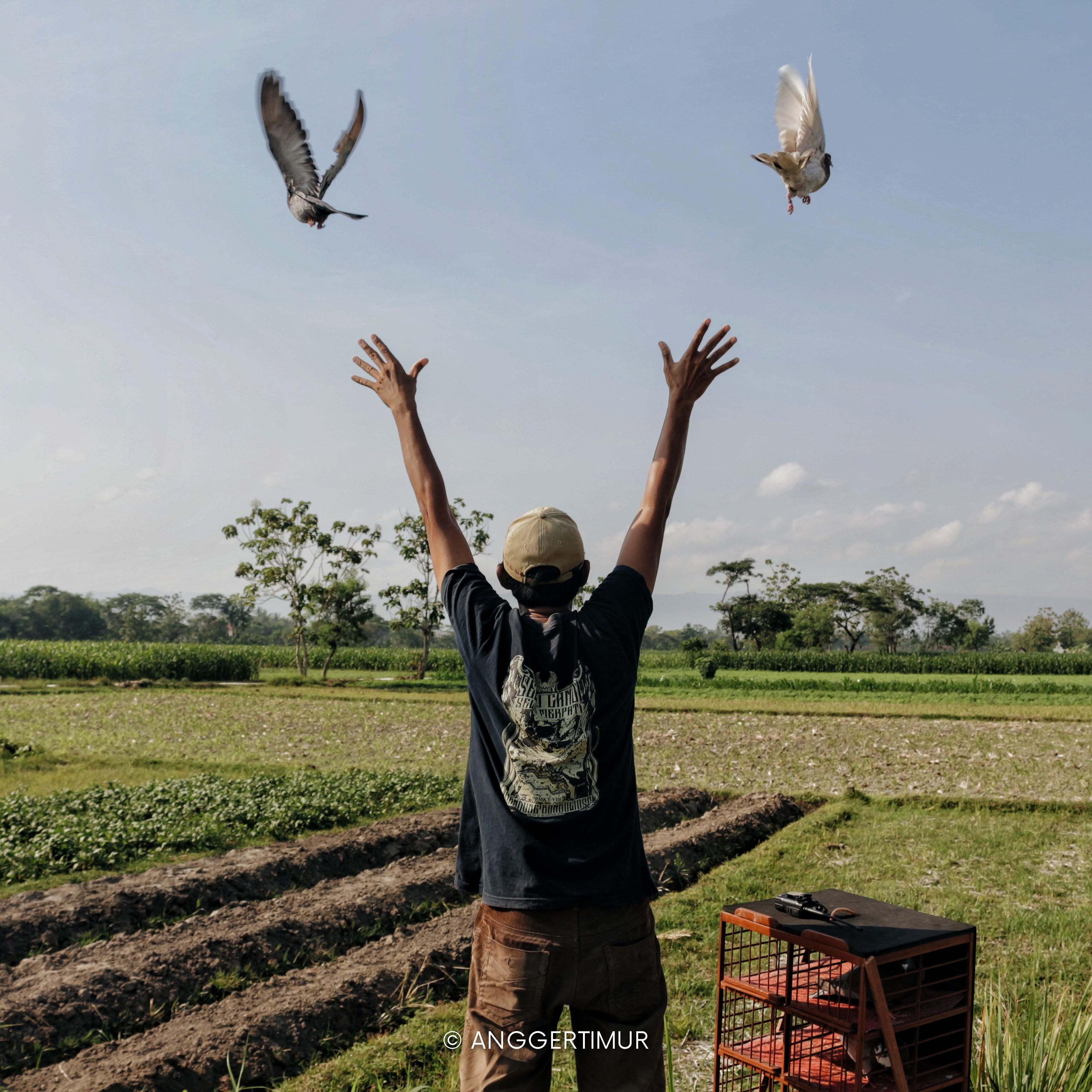 Kepak Goda Sang Dara Anggertimur Medium