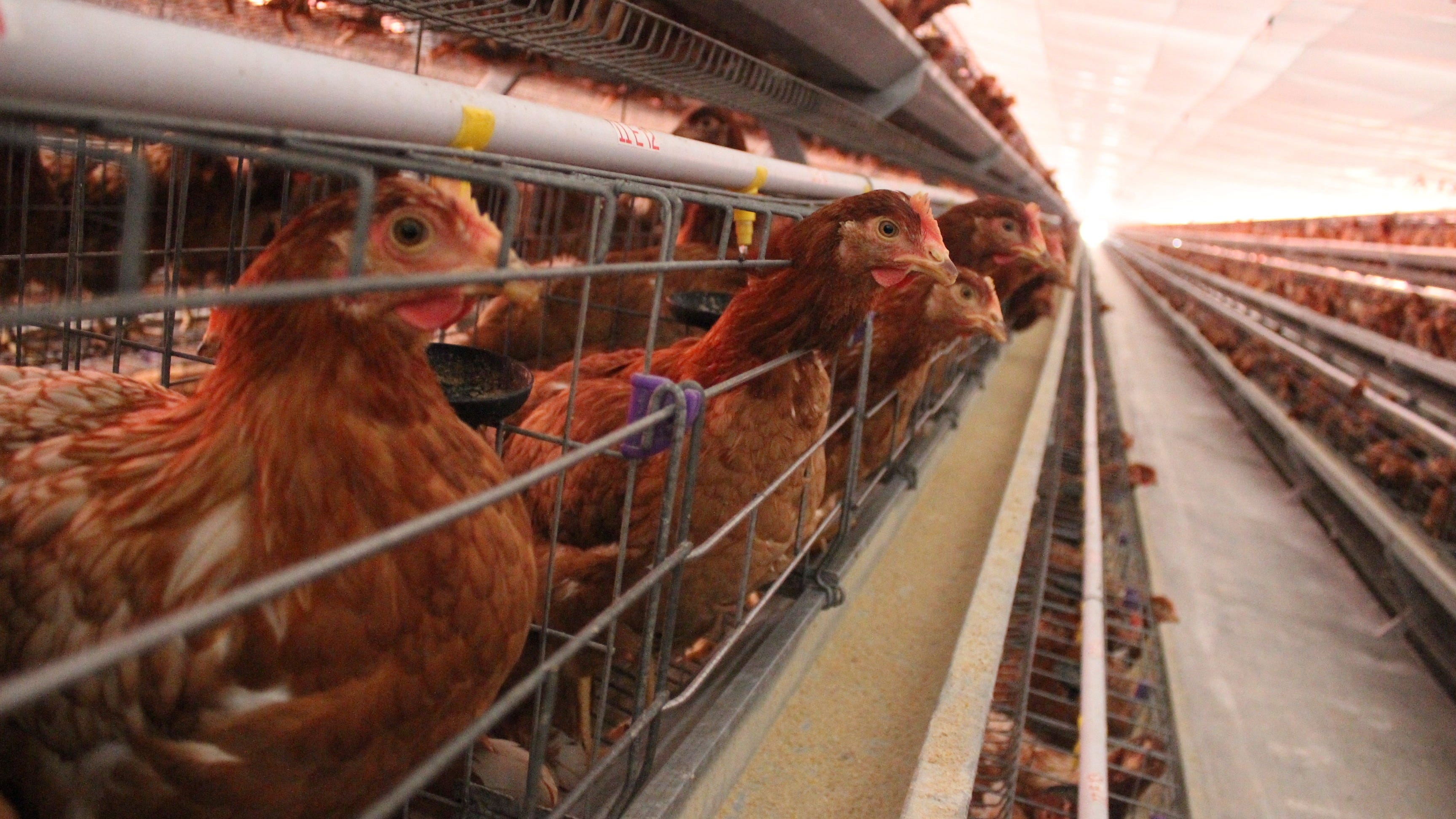 Beberapa Tips & Trick Ayam Petelur 100 Ekor Skala Rumahan Beberapa Tips & Trick Ayam Petelur 100 Ekor Skala Rumahan