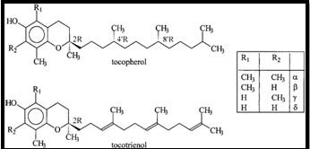 Difference Between Tocotrienols And Tocopherols - 