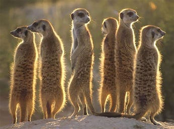Row of meerkats standing up