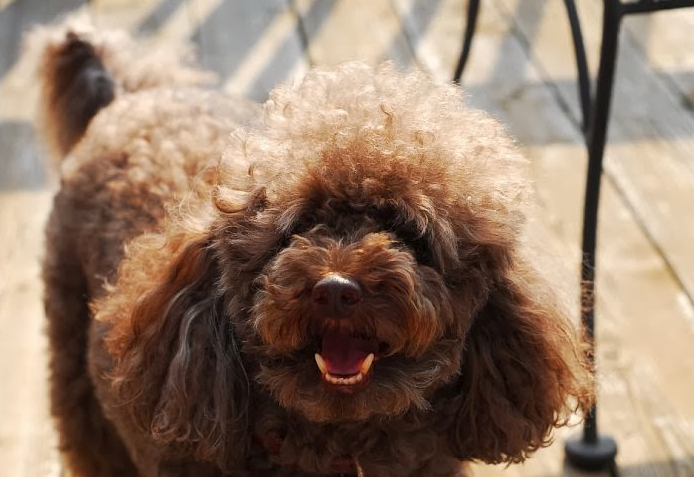 poodle suit