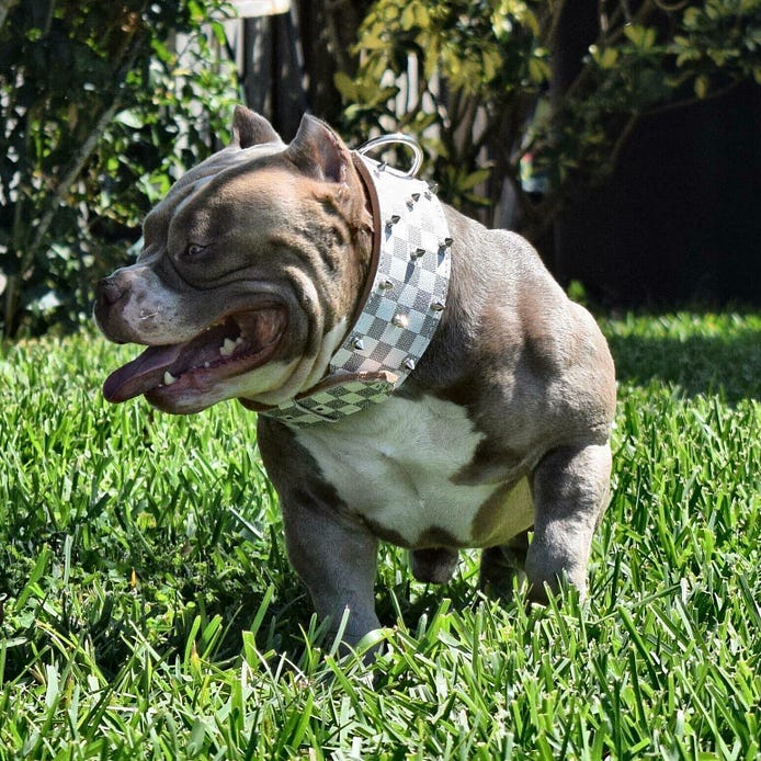 Best Pocket American Bully Stud Lineup? | by BULLY KING Magazine ...