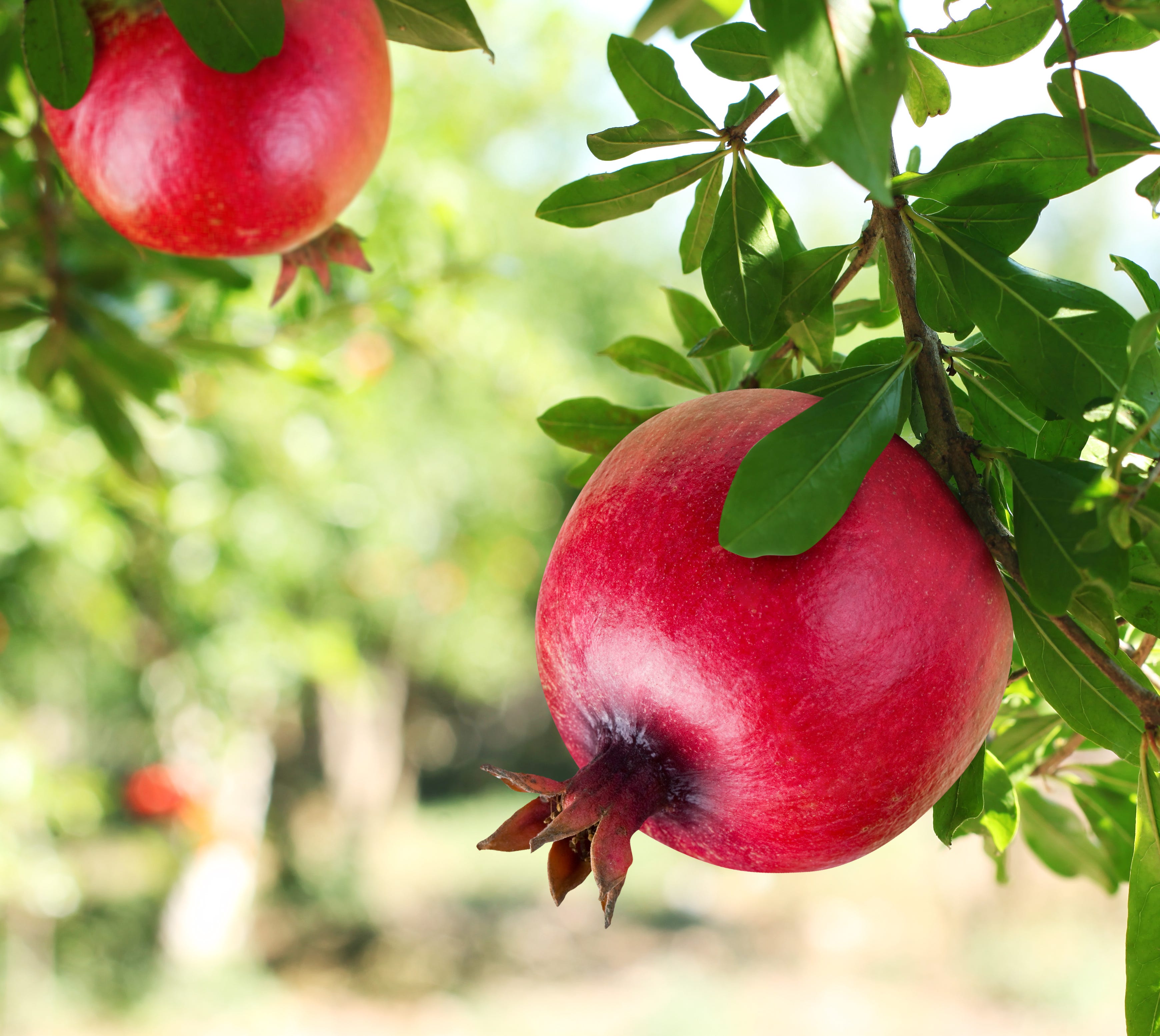 Things You Need To Learn About Growing Pomegranate Tree in Pot | by