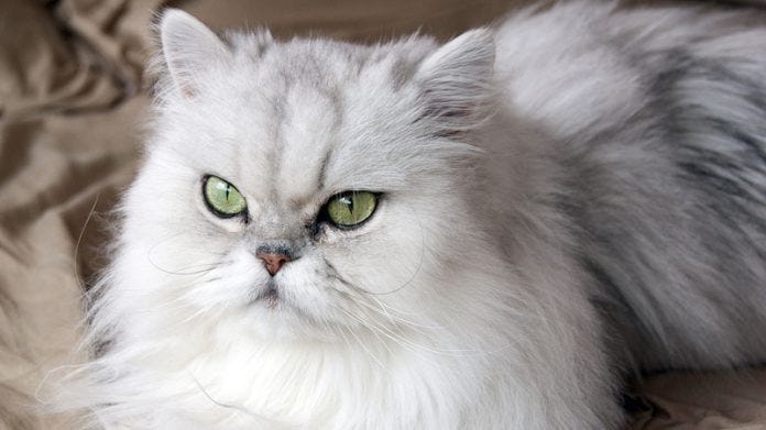 Kedi Cizimi Jpg 491 335 Hayvan Cizimi Cizim Hayvan