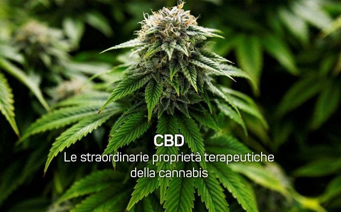 Le Straordinarie Proprieta Terapeutiche Della Cannabis By Visione Olistica Oct Medium