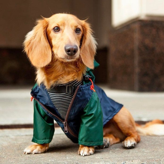 best dog clothes