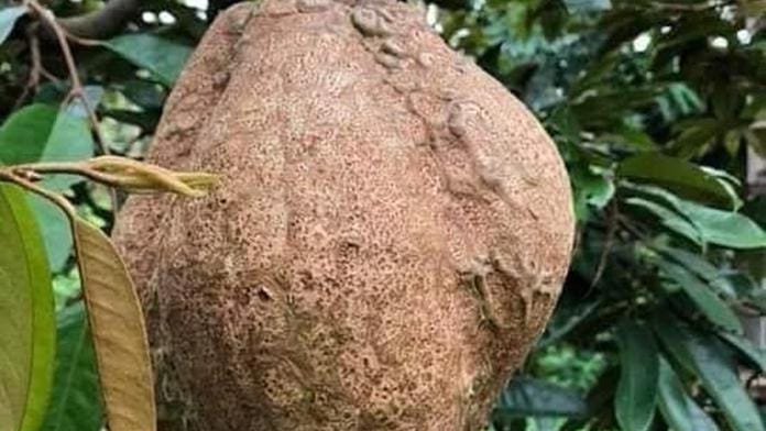 Download 460 Koleksi Gambar Durian Tanpa Duri Keren HD