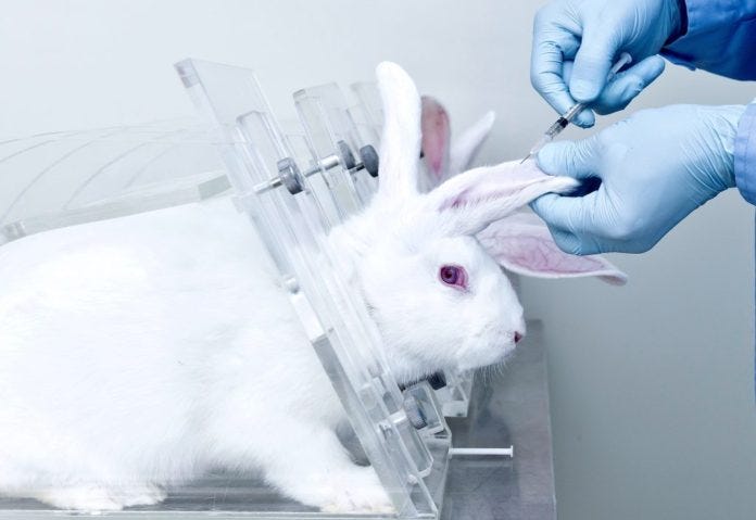 Animal Testing Should be Banned. By Audry Amanda (211910003) — Student… |  by Audry Amanda | Medium