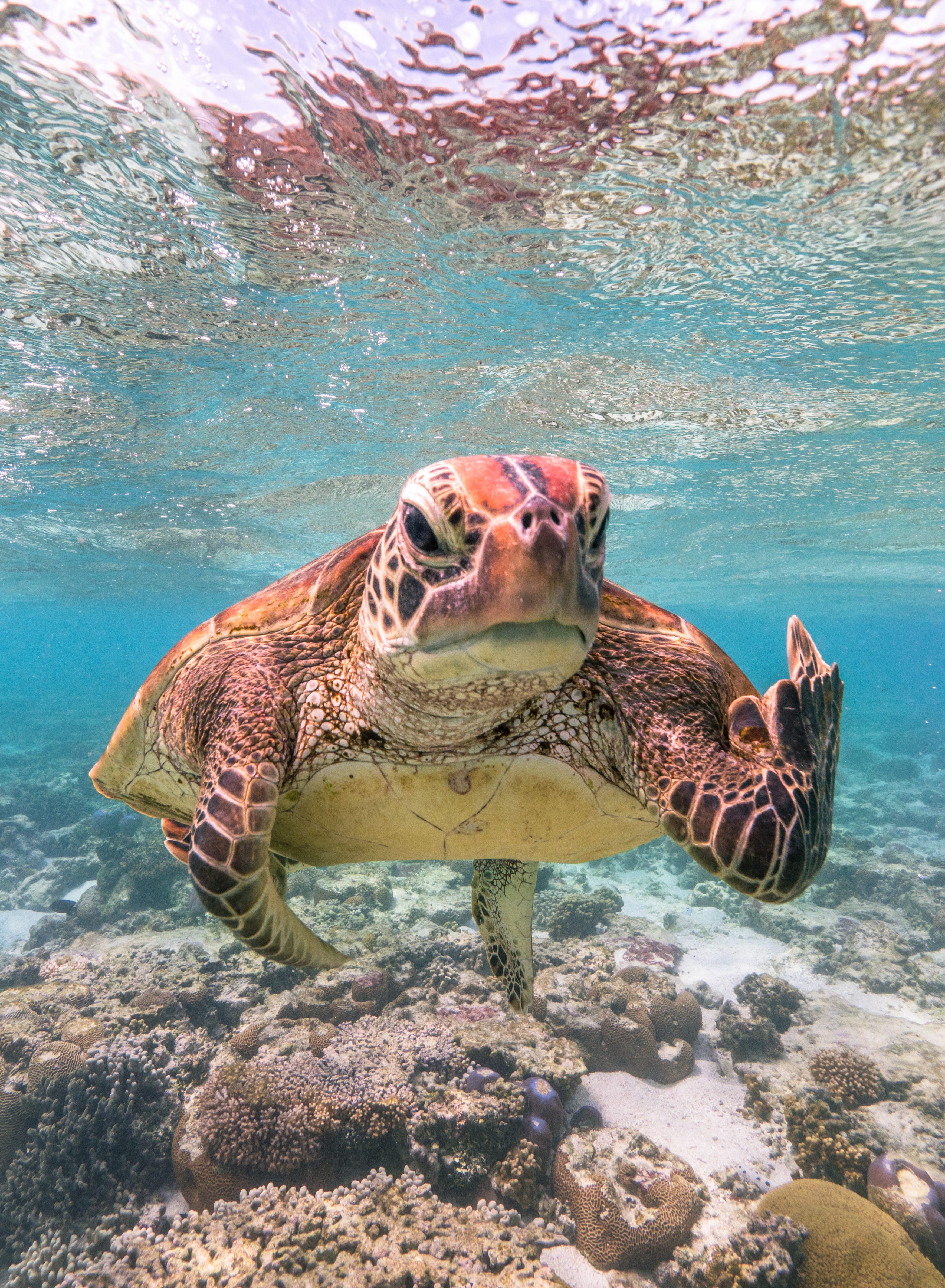 An underwater photo of a sea turtle whose upraised arm resembles a rude “middle finger” type gesture