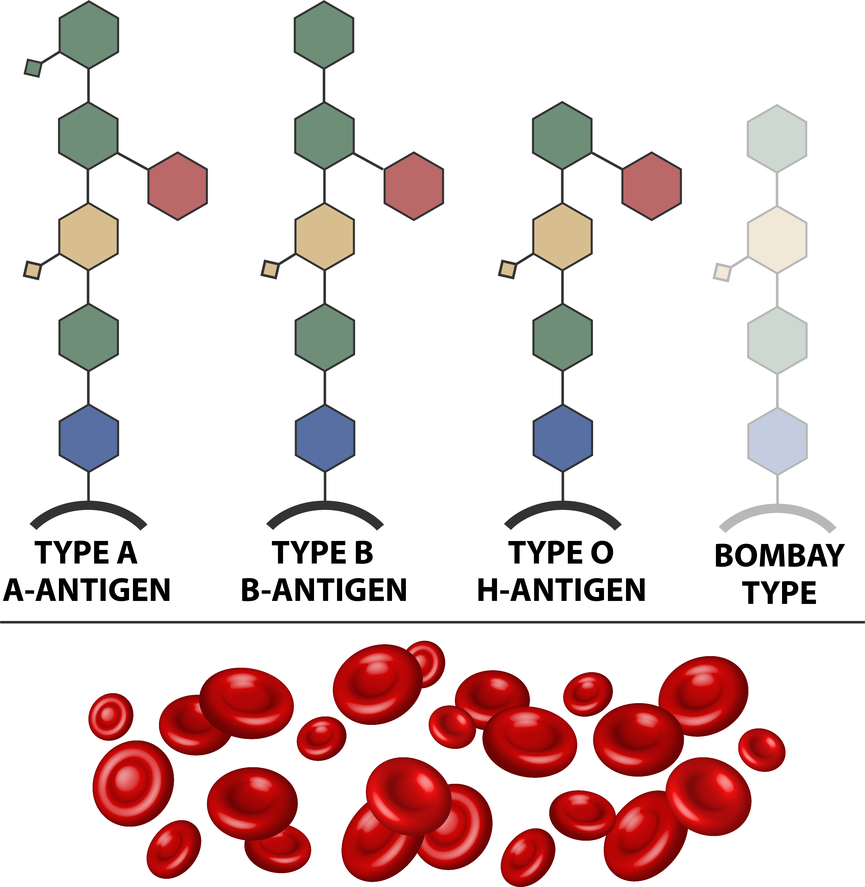 COVID19 Exploring the impact for people with different ABO blood