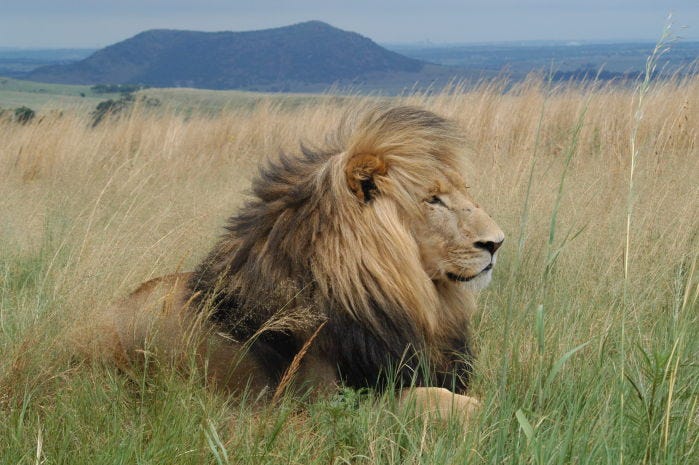 Top 10 Tips For Children In Safari Mount Zion Tours Medium