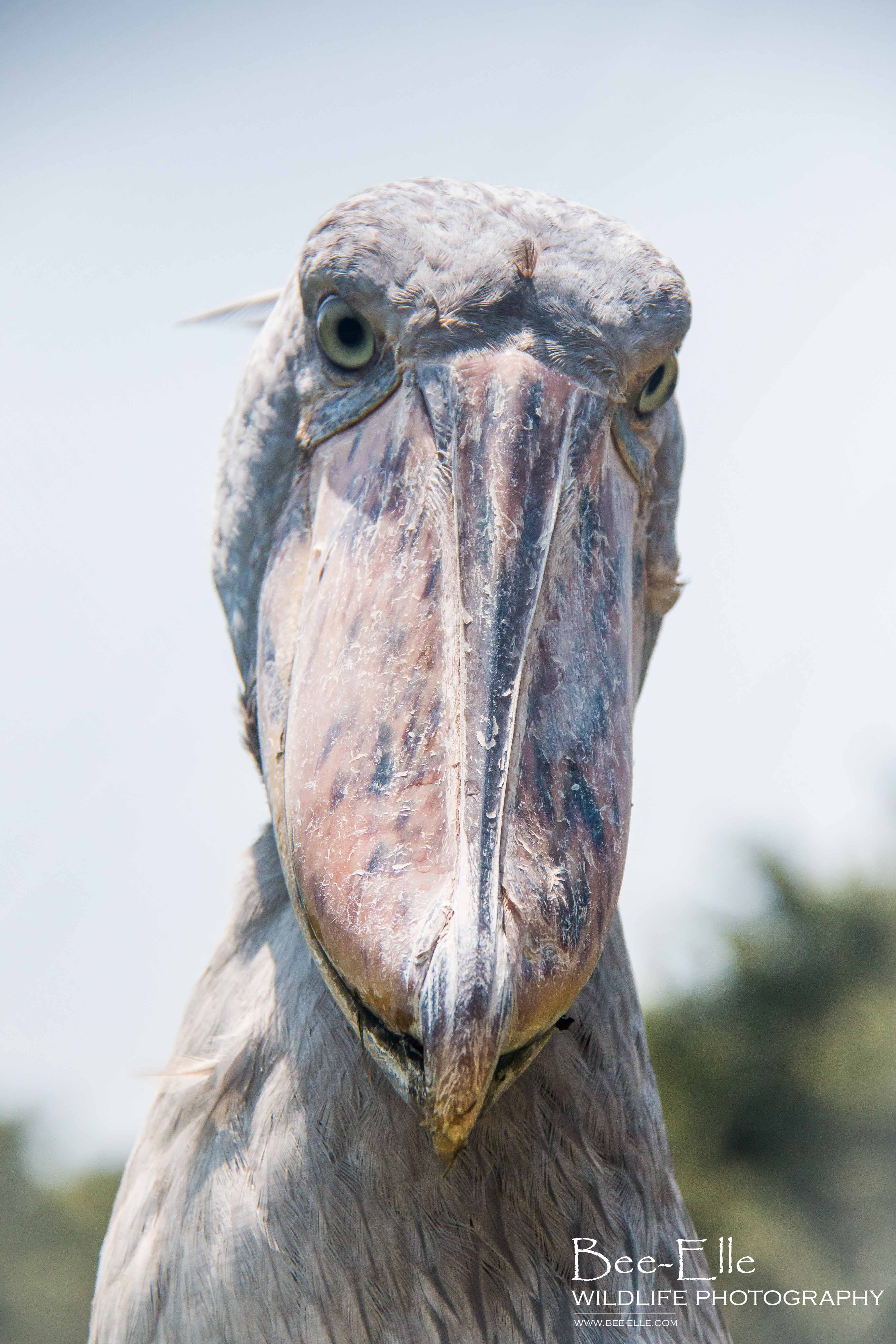 shoebill stork size shoebill stork size