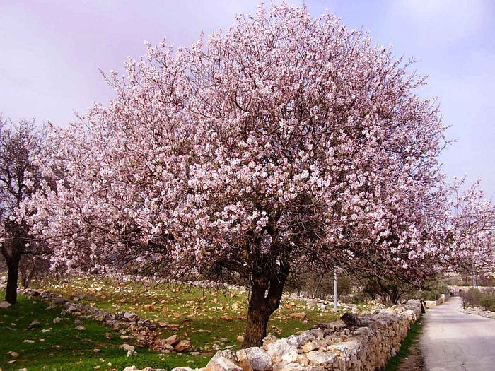 Kalp Dostu Badem Nasil Yetisir Ve Faydalari Nelerdir By Kuruyemis Borsasi Medium