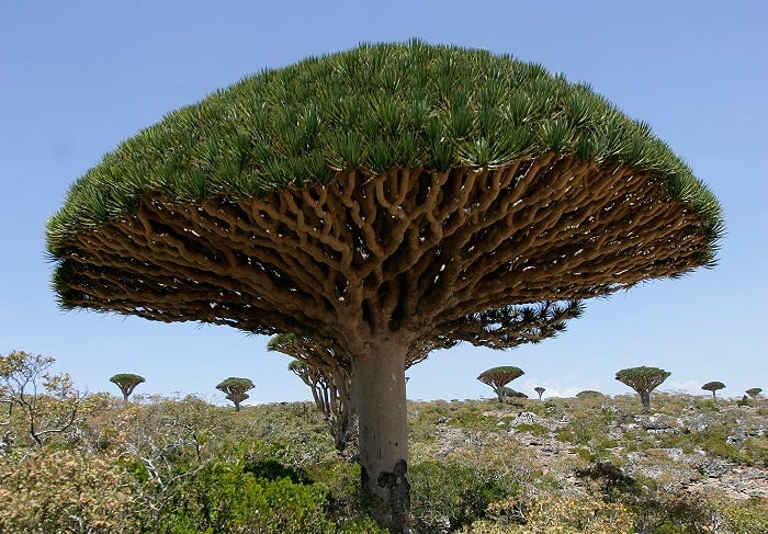 socotra island