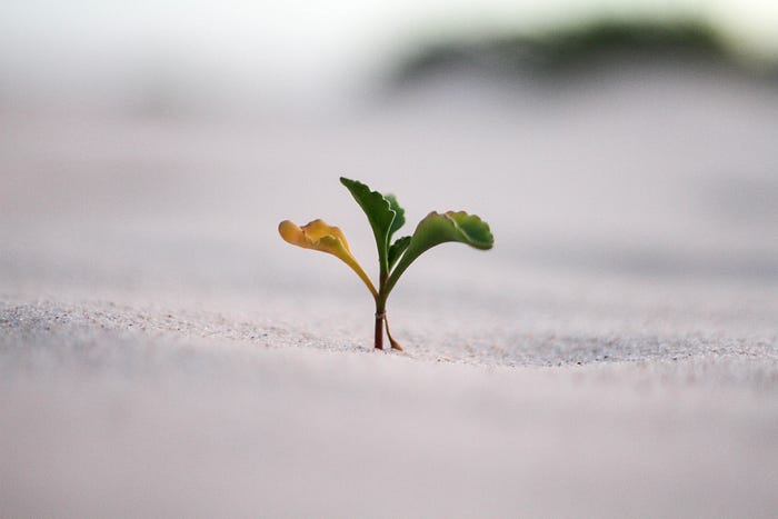 How to Utilise the Growth Mindset to Overcome Any Setbacks in Life