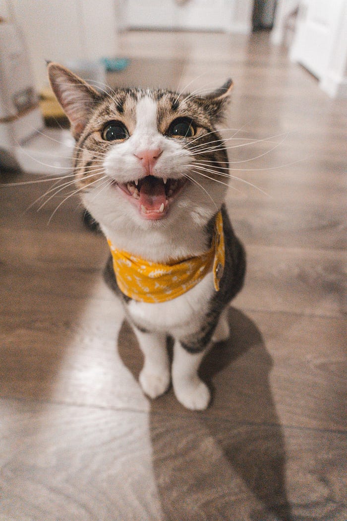 Smiling cat wearing a bandana
