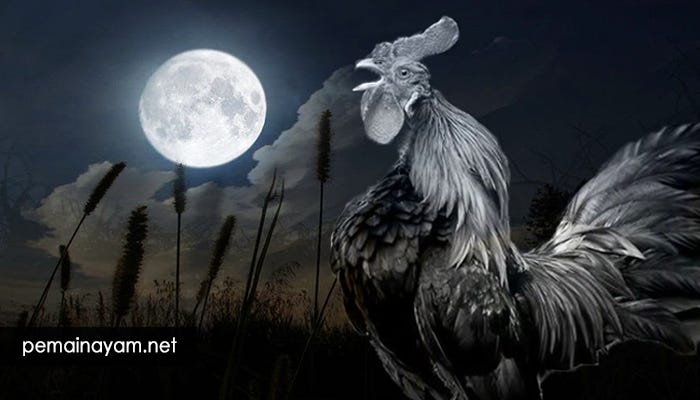 Tafsir Mimpi Ayam Berkokok Tengah Malam Hari Bola Vita