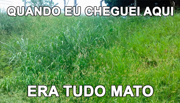 DIÁRIO DE BORDO: CAPÍTULO UM - QUANDO EU CHEGUEI ERA TUDO MATO ...