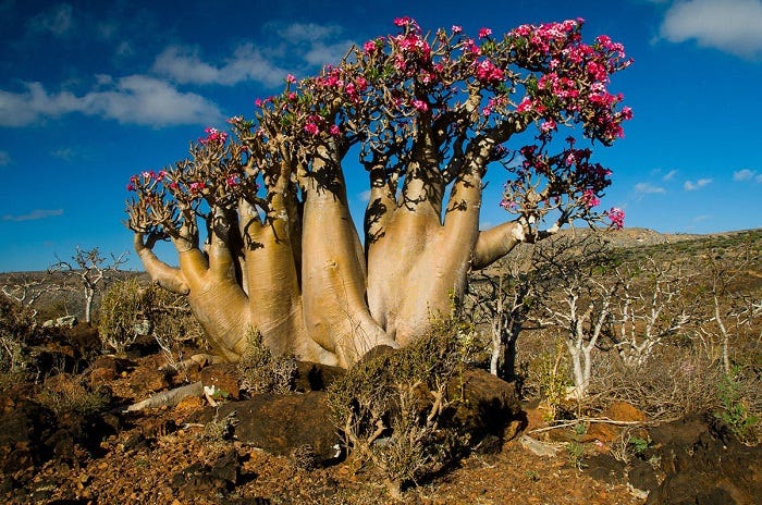 socotra island