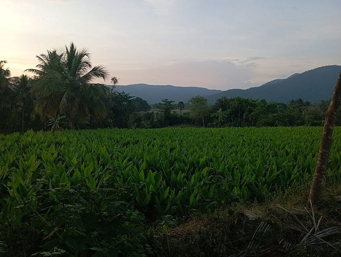 Organic Turmeric fields in Sittilingi
