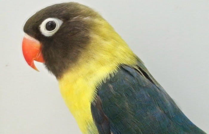 Macam Macan Jenis Lovebird Yang Ada Di Indonesia Oki Adi Putra