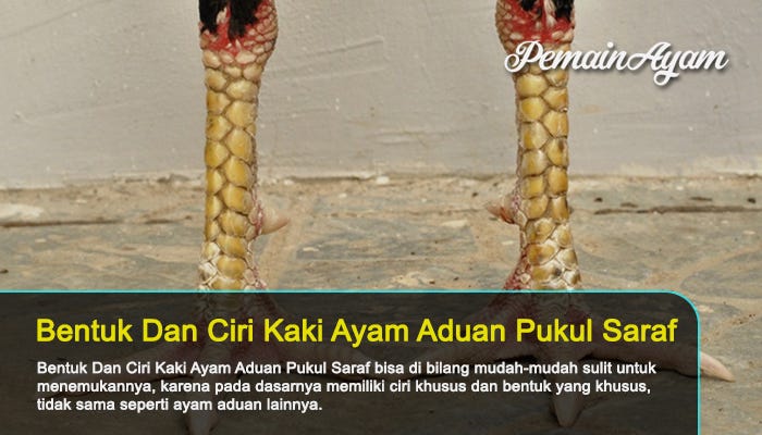 Ciri Kaki Ayam Pukul Saraf Bola Vita Medium