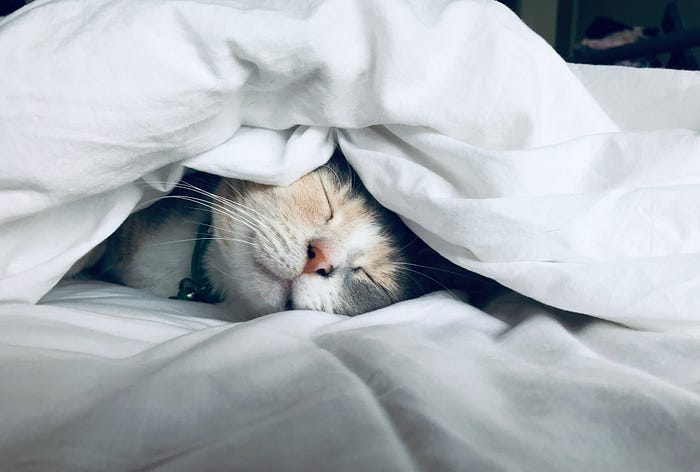 A sleeping cat bundled up under a soft white sheet.