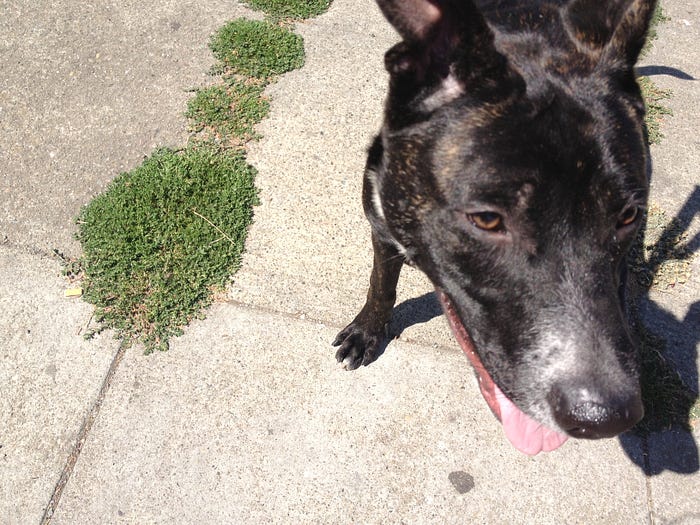 Dogcatcher for a Day. Also how to do anything. by John Muldoon Medium