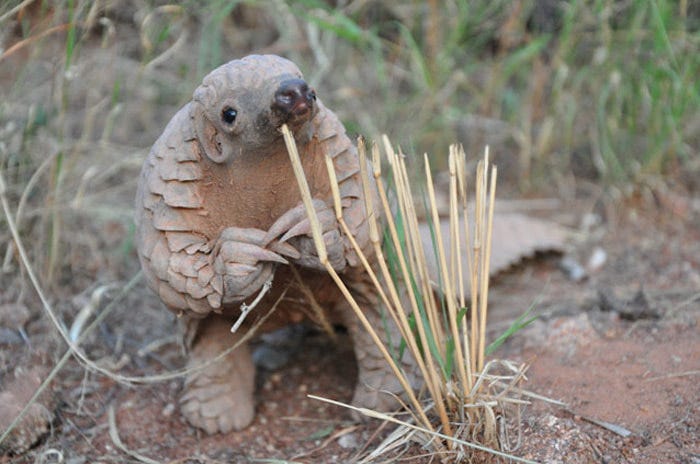 Why Pangolins?. Pangolins are the only mammals who have… | by HL