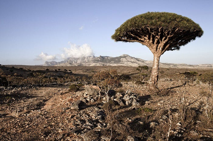 socotra island