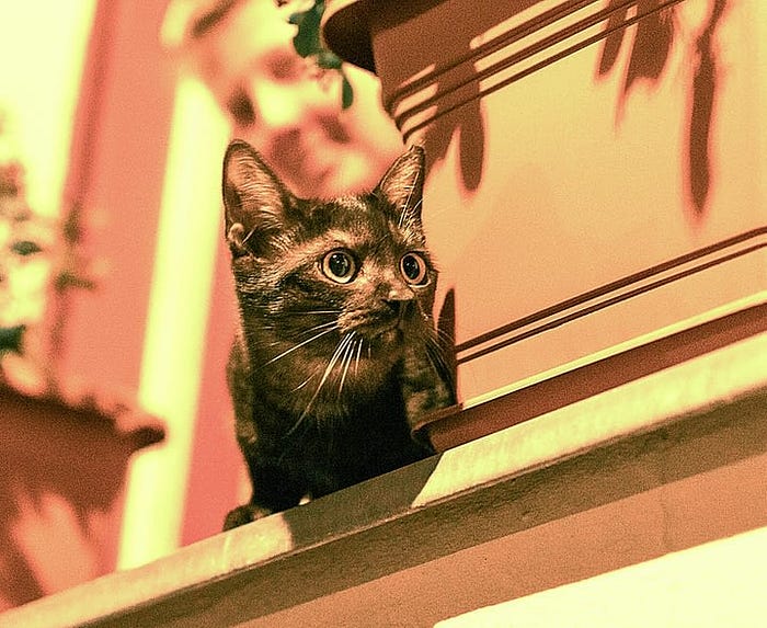 Kitten on a window sill, Copyright: Sean P. Durham, Berlin, 2020