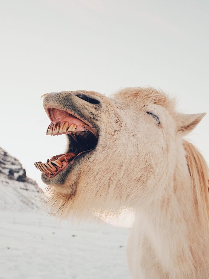 An animal showing that laughter is the best natural stress-buster