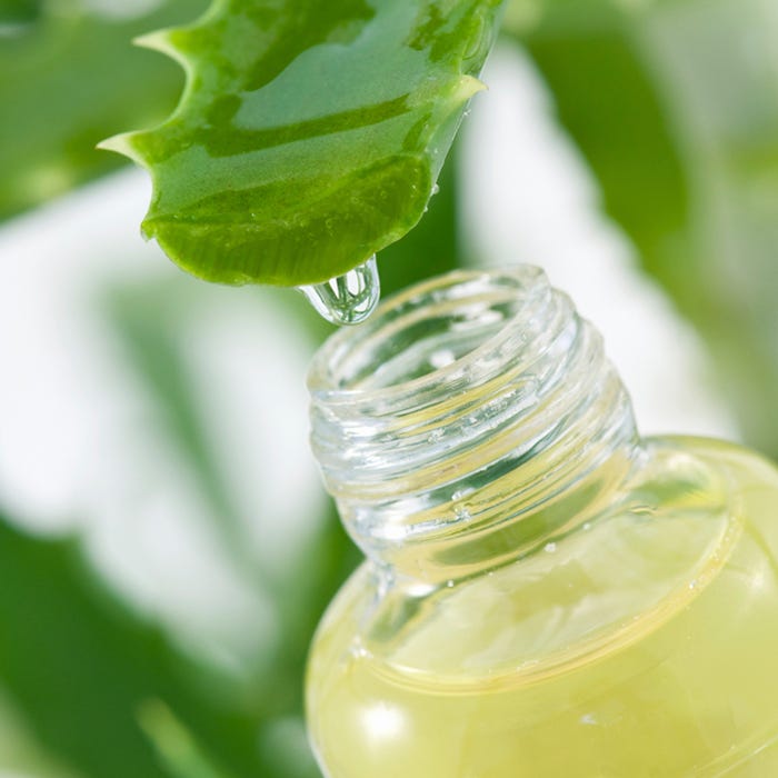 Aloe Vera A La Maison Comment Faire Le Gel Et Le Jus Soi Meme By Aloesvera Co Medium