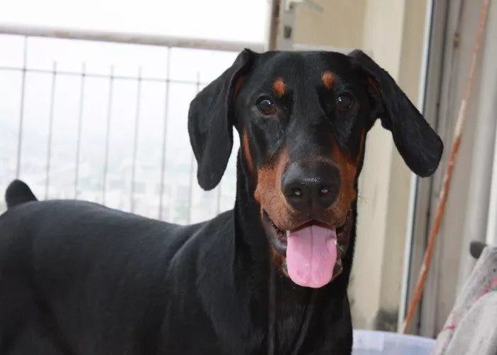 How to Make Puppy Comfortable in New Home by Anand Sharma Medium